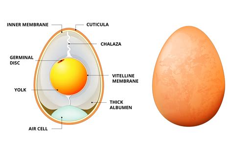 egg .